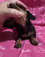 Wendy, a female Miniature Dachshund for sale in Vincennes, IN – 4 of 9