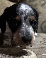 Moe, a male Miniature Dachshund for sale in Vincennes, IN – 1 of 9