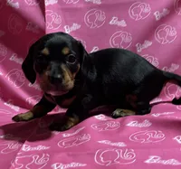 Dixie, a female Miniature Dachshund for sale in Vincennes, IN – 4 of 9