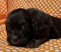 Oliver, a male Shih Tzu and Miniature Dachshund for sale in Vincennes, IN – 2 of 7
