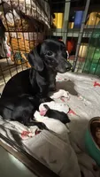 Dixie, a female Miniature Dachshund for sale in Vincennes, IN – 8 of 9