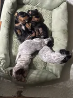 Dixie, a female Miniature Dachshund for sale in Vincennes, IN – 7 of 9