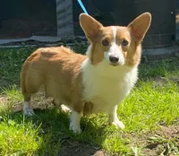 Frost, a female Pembroke Welsh Corgi for sale in Vincennes, IN – 2 of 2