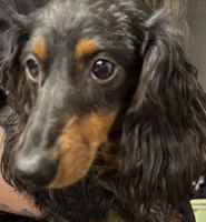 Moe, a male Miniature Dachshund for sale in Vincennes, IN – 6 of 9