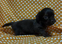 Sammy, a male Shih Tzu and Miniature Dachshund for sale in Vincennes, IN – 4 of 5