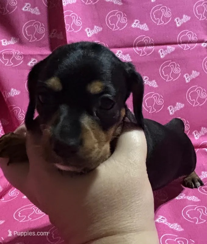 Dixie – Miniature Dachshund puppy for sale in Vincennes, IN