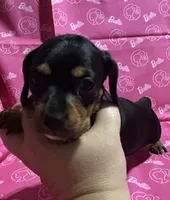 Dixie, a female Miniature Dachshund for sale in Vincennes, IN – 1 of 9