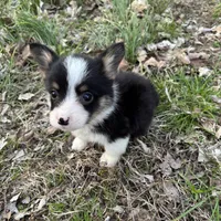 Boy #2, a male Pembroke Welsh Corgi for sale in Vincennes, IN – Photo 4 of 5