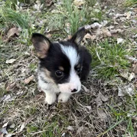 Boy #2, a male Pembroke Welsh Corgi for sale in Vincennes, IN – Photo 3 of 5