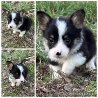 Boy #2, a male Pembroke Welsh Corgi for sale in Vincennes, IN – Photo 2 of 5
