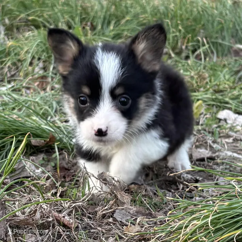 Boy #2 – Pembroke Welsh Corgi puppy for sale in Vincennes, IN