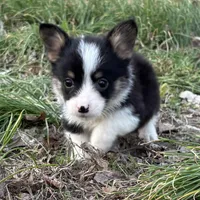 Boy #2, a male Pembroke Welsh Corgi for sale in Vincennes, IN – Photo 1 of 5