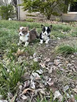 Boy #2, a male Pembroke Welsh Corgi for sale in Vincennes, IN – Photo 5 of 5
