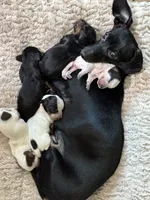 Wendy, a female Miniature Dachshund for sale in Vincennes, IN – 7 of 9