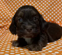 Oliver, a male Shih Tzu and Miniature Dachshund for sale in Vincennes, IN – 4 of 7