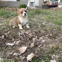 Boy -#4, a male Pembroke Welsh Corgi for sale in Vincennes, IN – Photo 6 of 6