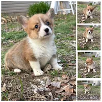 Boy -#4, a male Pembroke Welsh Corgi for sale in Vincennes, IN – Photo 3 of 6