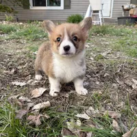 Boy -#4, a male Pembroke Welsh Corgi for sale in Vincennes, IN – Photo 4 of 6