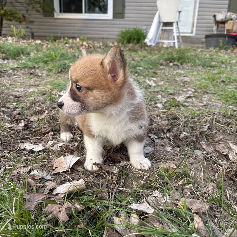 Boy -#4 – Pembroke Welsh Corgi puppy for sale in Vincennes, IN