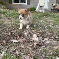 Boy -#4, a male Pembroke Welsh Corgi for sale in Vincennes, IN – Photo 5 of 6