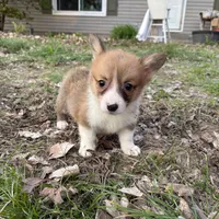 Boy -#4, a male Pembroke Welsh Corgi for sale in Vincennes, IN – Photo 2 of 6