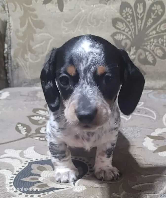 Moe – Miniature Dachshund puppy for sale in Vincennes, IN