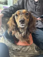 Sammy, a male Shih Tzu and Miniature Dachshund for sale in Vincennes, IN – 5 of 5