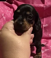 Wendy, a female Miniature Dachshund for sale in Vincennes, IN – 2 of 9