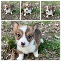Boy #1, a male Pembroke Welsh Corgi for sale in Vincennes, IN – Photo 2 of 5