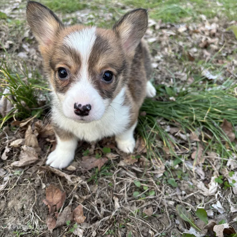 Boy #1 – Pembroke Welsh Corgi puppy for sale in Vincennes, IN