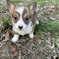 Boy #1, a male Pembroke Welsh Corgi for sale in Vincennes, IN – Photo 1 of 5