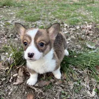 Boy #1, a male Pembroke Welsh Corgi for sale in Vincennes, IN – Photo 5 of 5