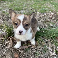Boy #1, a male Pembroke Welsh Corgi for sale in Vincennes, IN – Photo 4 of 5