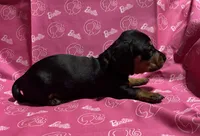 Dixie, a female Miniature Dachshund for sale in Vincennes, IN – 2 of 9