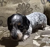 Moe, a male Miniature Dachshund for sale in Vincennes, IN – 2 of 9