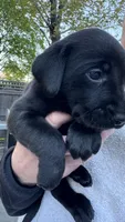 Dark Blue - MALE - Messier, a male Labrador Retriever for sale in Fairfield, CT – 3 of 3