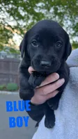 Dark Blue - MALE - Messier, a male Labrador Retriever for sale in Fairfield, CT – 1 of 3