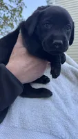 Dark Blue - MALE - Messier, a male Labrador Retriever for sale in Fairfield, CT – 2 of 3