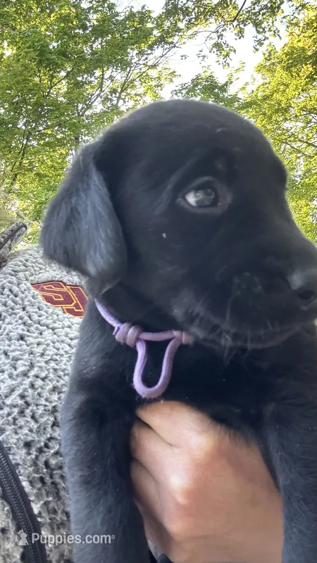 Purple - MALE - Mika – Labrador Retriever puppy for sale in Fairfield, CT