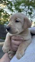 Yellow - MALE - Ilia, a male Labrador Retriever for sale in Fairfield, CT – 5 of 5