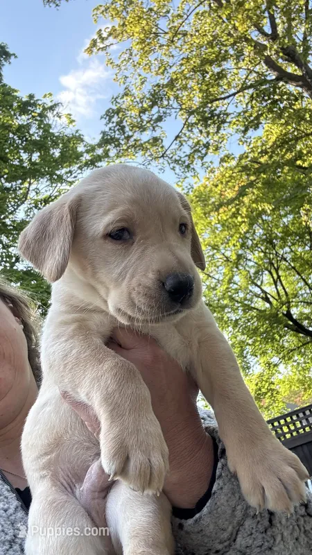 Yellow - MALE - Ilia – Labrador Retriever puppy for sale in Fairfield, CT