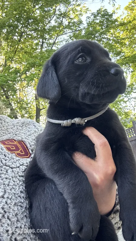 Grey - MALE - Miller – Labrador Retriever puppy for sale in Fairfield, CT