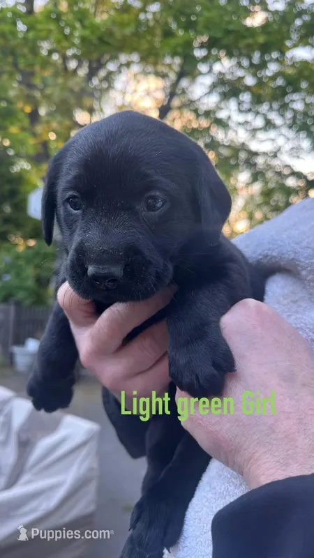 Light Green - FEMALE -  Tammy – Labrador Retriever puppy for sale in Fairfield, CT