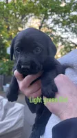 Light Green - FEMALE -  Tammy, a female Labrador Retriever for sale in Fairfield, CT – 1 of 3