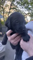 Light Green - FEMALE -  Tammy, a female Labrador Retriever for sale in Fairfield, CT – 2 of 3