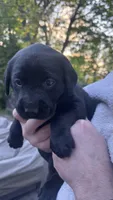 Light Green - FEMALE -  Tammy, a female Labrador Retriever for sale in Fairfield, CT – 3 of 3