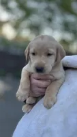 Turquoise - MALE - Vonn, a male Labrador Retriever for sale in Fairfield, CT – 3 of 7