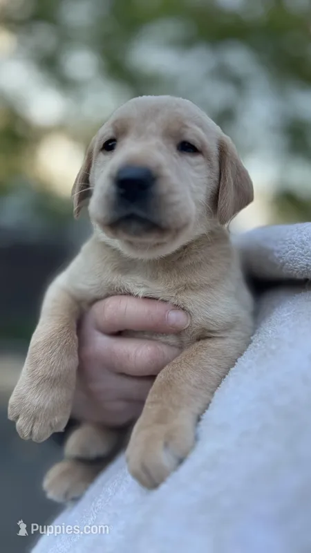Turquoise - MALE - Vonn – Labrador Retriever puppy for sale in Fairfield, CT