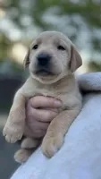 Turquoise - MALE - Vonn, a male Labrador Retriever for sale in Fairfield, CT – 1 of 7
