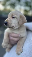Turquoise - MALE - Vonn, a male Labrador Retriever for sale in Fairfield, CT – 2 of 7